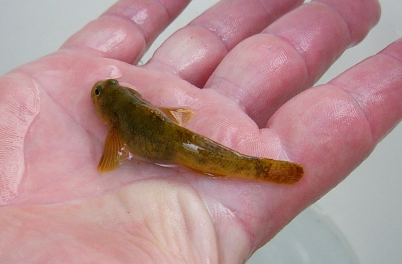 Padogobius nigricans 1